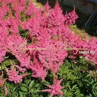 Астильба японская Элизабет ван Вин Астильба японская Элизабет ван Вин